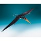 Pterosaurus Pteranodon ingens