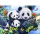 Panda Family