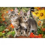 Puzzle  Castorland-151899 Kitten Buddies