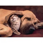 Puzzle  Clementoni-35020 Streicheleinheiten