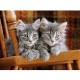Graue Kätzchen auf dem Stuhl