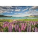 Lupine Am Lake Tekapo