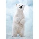 WWF - Eisbär