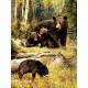 XXL Teile - Greg Giordano - Bears