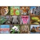 Collage Mit Wildtieren