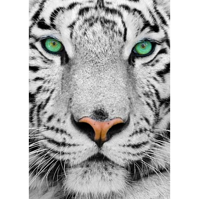 Puzzle  Enjoy-Puzzle-1257 White Siberian Tiger