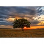 Puzzle  Enjoy-Puzzle-2065 Leaves Eclipse