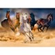 Horses Running in the Desert