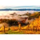 In the Vineyards