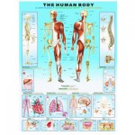 Puzzle  Eurographics-6000-1000 Der menschliche Körper
