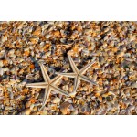 Puzzle  Grafika-Kids-01234 XXL Teile - Muscheln und Seestern