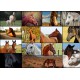 Collage - Pferde