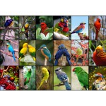 Puzzle  Grafika-F-30101 Collage - Die schönsten Vögel der Welt