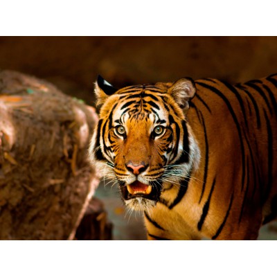 Puzzle Grafika-F-30325 Tiger