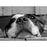 Puzzle  Grafika-F-30369 Hund
