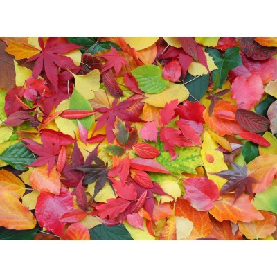 Puzzle  Grafika-F-30447 Herbst-Impressionen