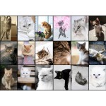 Puzzle  Grafika-T-00100 Collage - Kätzchen