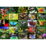 Puzzle  Grafika-T-00623 Collage - Schmetterlinge