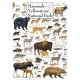 Mammals of Yellowstone National Park