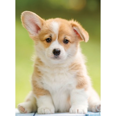 Puzzle Nathan-00961 Niedlicher Corgi