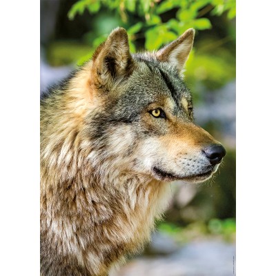Puzzle Nathan-01146 Europäischer Grauer Wolf
