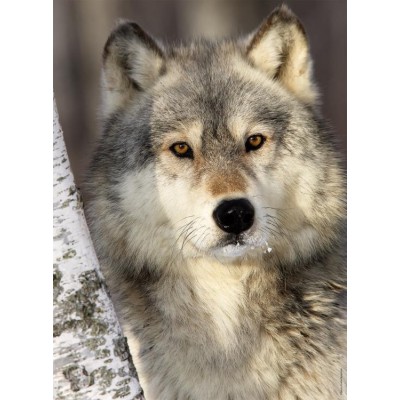 Puzzle Nathan-87142 Wolf