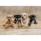 Die American Staffordshire Terrier