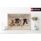Die American Staffordshire Terrier