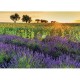 Felder der Provence