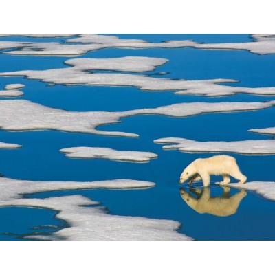 Puzzle  New-York-Puzzle-NG1990 XXL Teile - Polar Bear on Ice