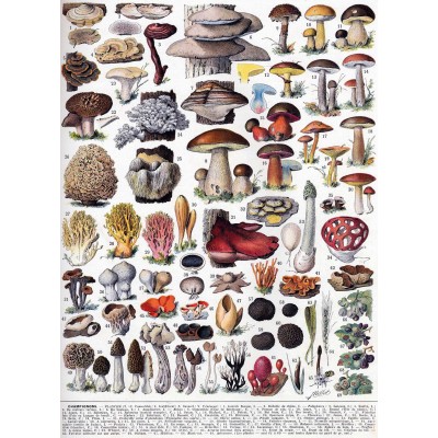Puzzle-Michele-Wilson-A1092-250 Handgeschnittenes Holzpuzzle - Mushrooms