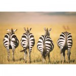  Ravensburger-13312 Puzzle Mmoment - Zebra