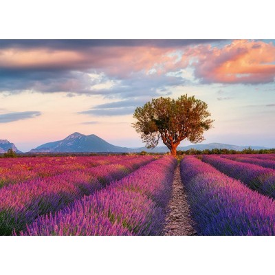 Puzzle  Ravensburger-16724 Lavendelfeld
