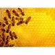 Bienen