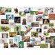 Funny Animals Collage