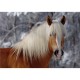 Haflinger 1 / schwieriges Puzzle